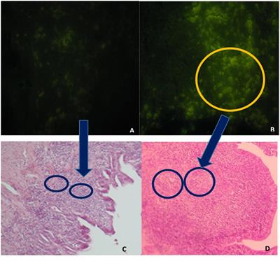 Gut-Associated Lymphoid Tissue: A Key Tissue Inside the Mucosal Immune System of Hens Immunized with Escherichia coli F4